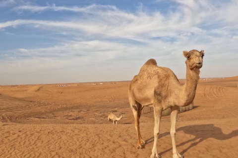Dubaj: 6-godzinna wieczorna wycieczka na wielbłądzie z kolacją z grilla60-minutowe safari na wielbłądach i kolacja z grilla z prywatnym transferem