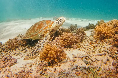 From Nusa Penida: 2D1N Gili Islands Private Snorkeling Tour