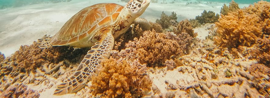 Au départ de Nusa Penida : 2D1N Gili Islands Private Snorkeling Tour