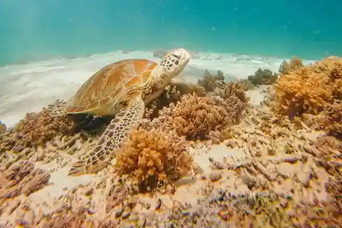 From Nusa Penida: 2D1N Gili Islands Private Snorkeling Tour