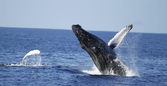 Oahu: Waikiki Whale Watching Tour-Donut and Coffee Included