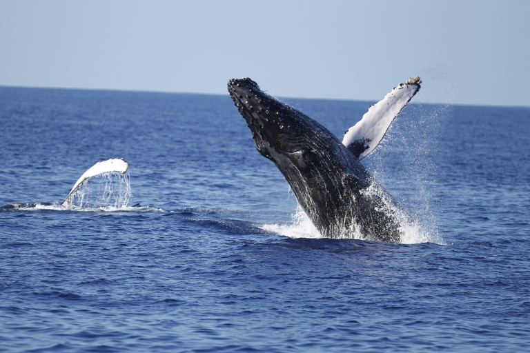 Oahu: tour de avistamiento de ballenas en Waikiki con espectáculo de Hula