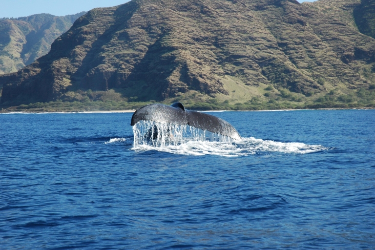 Oahu: visite d'observation des baleines à Waikiki avec spectacle de Hula