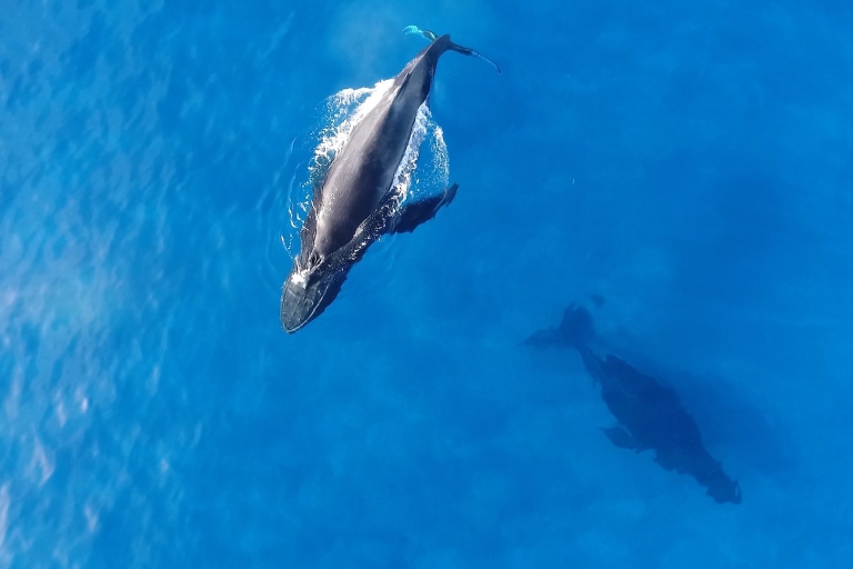 Oahu: visite d'observation des baleines à Waikiki avec spectacle de Hula
