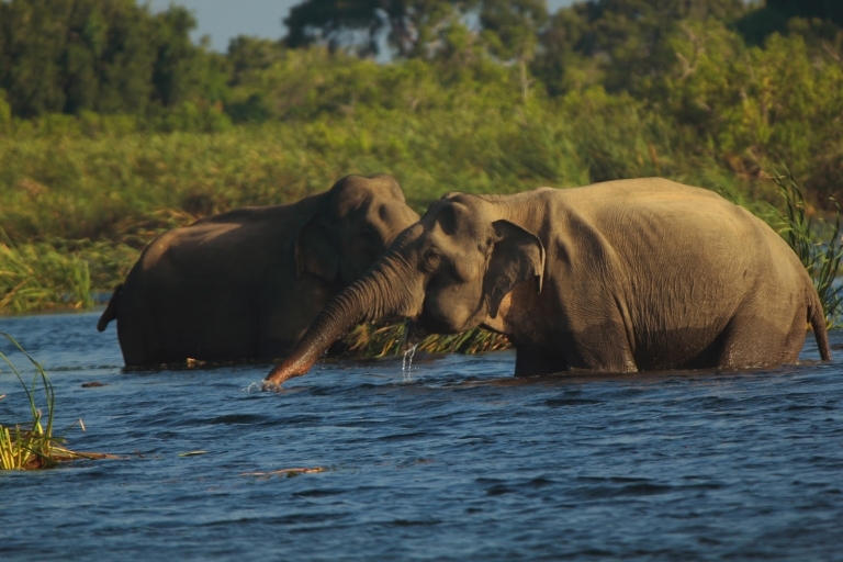 Sri Lanka: visite d'une nuit du parc national de Gal OyaRamassage de Kandy, Ella et Nuwara Eliya
