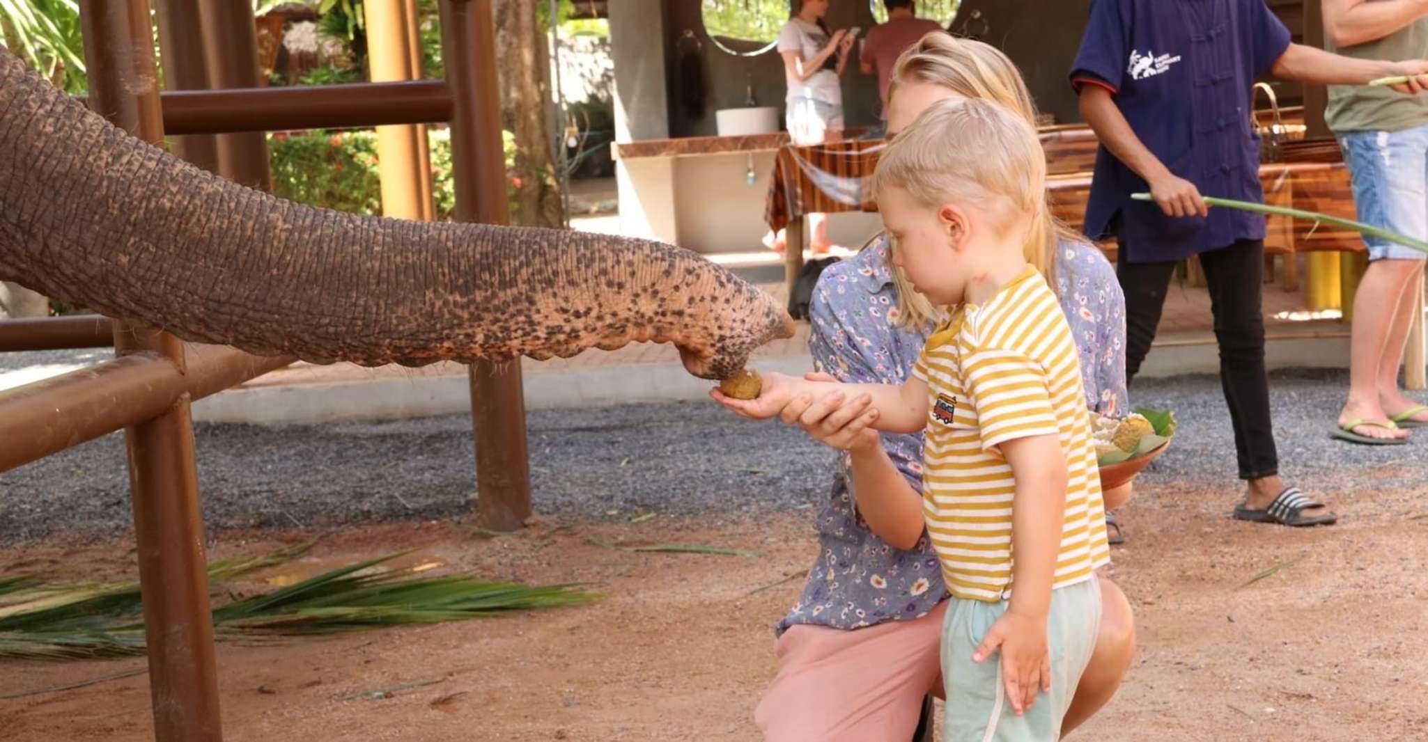 Samui, Fütterungsprogramm in der Elephant Home Nursery - Hizvo