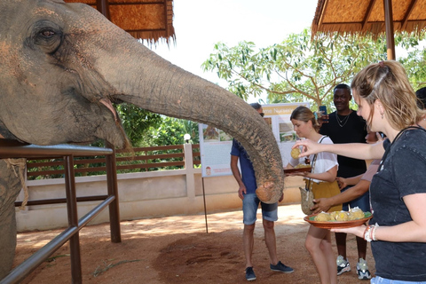 Samui: Matningsprogram på Elephant Home Nursery