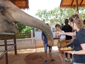 Samui: Elefanten-Fütterung in einer Aufzucht-Station