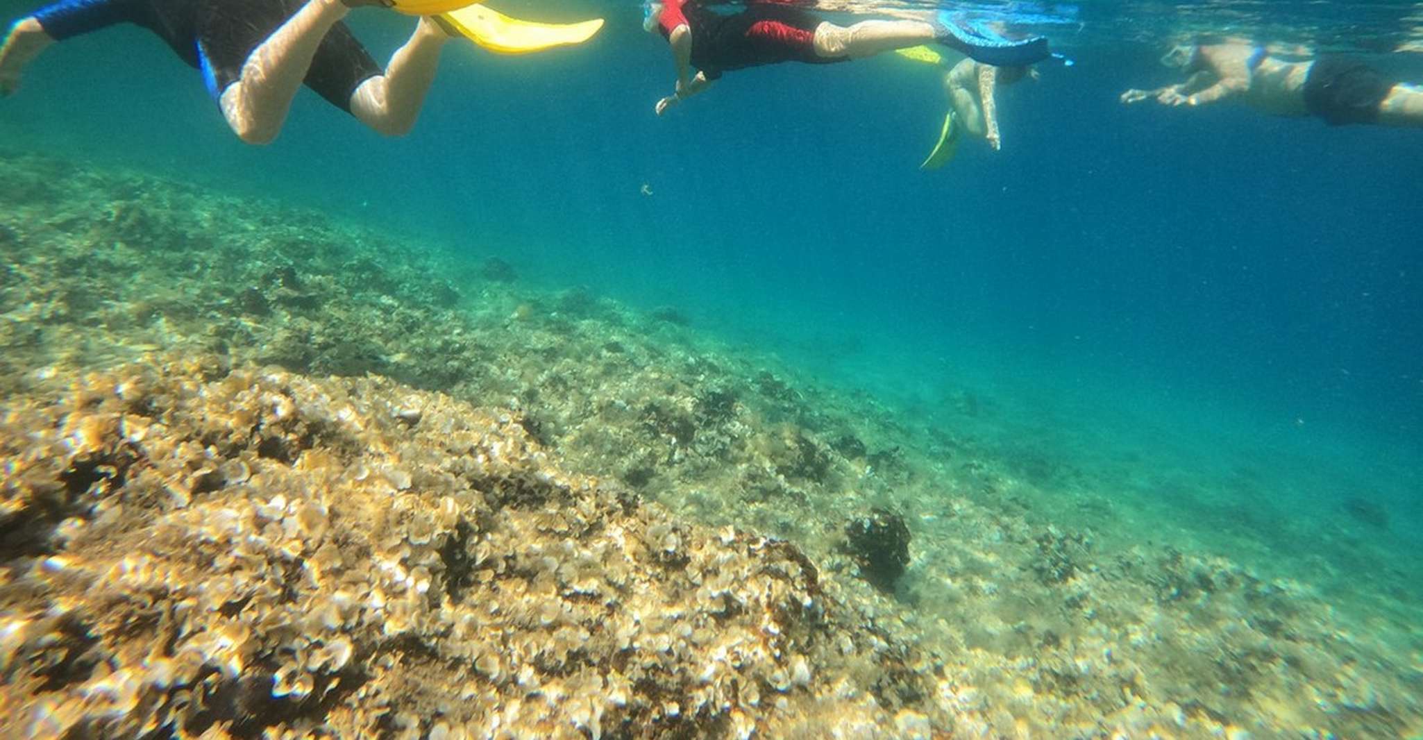 Nea Makri, Marathon Cape & Bay of Schinias Snorkeling Trip - Hizvo