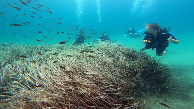 Visit Athens East Coast Discover Scuba Diving in Nea Makri in Nea Stira