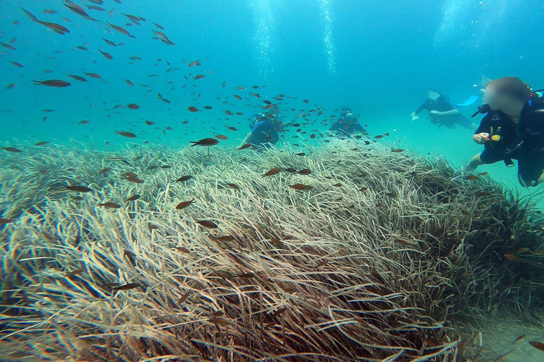 Athen Ostküste: Entdecken Sie Tauchen in Nea MakriAthens Ostküste: Entdecken Sie das Tauchen in Nea Makri