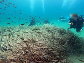 Costa orientale di Atene: Scopri le immersioni a Nea Makri