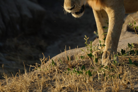 Safari de 1 jour dans le parc national du lac Manyara