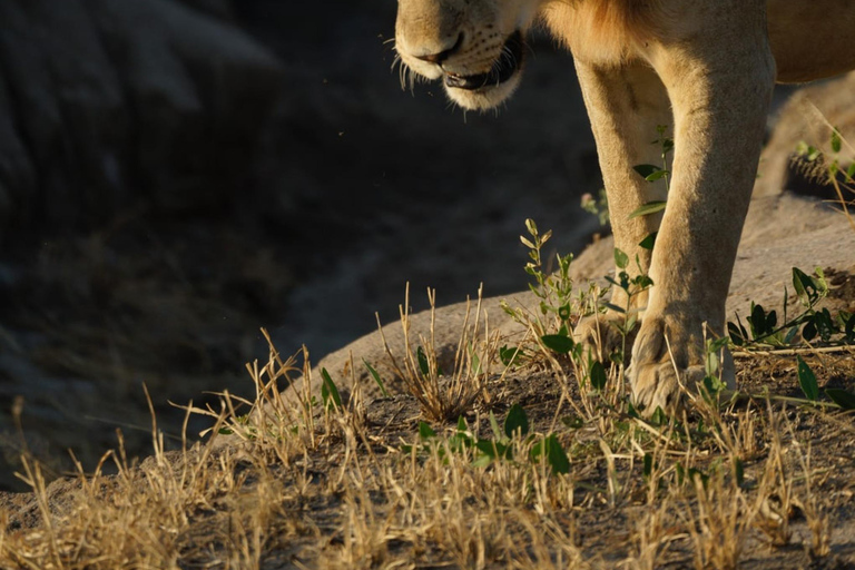 Safari de 1 jour dans le parc national du lac Manyara