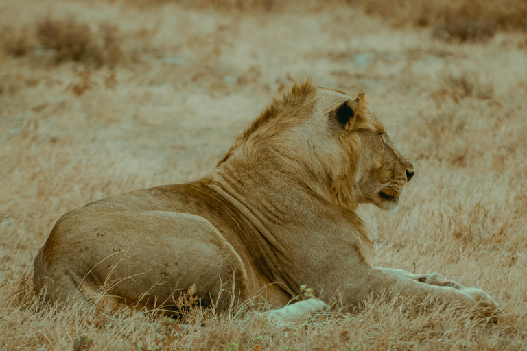 Zanzibar: 4-Day Mid-Range Safari Special for Honeymooners