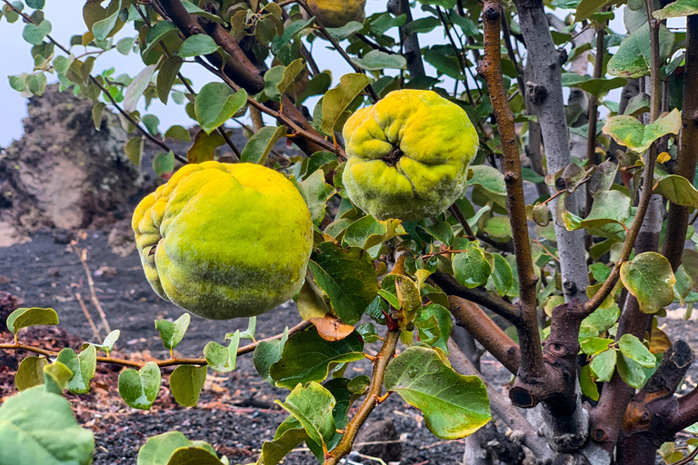 Fogo Island: Pico do Fogo Volcano Summit Hike Pico do Fogo Volcano Summit Hike w. Chã das Caldeiras Pickup
