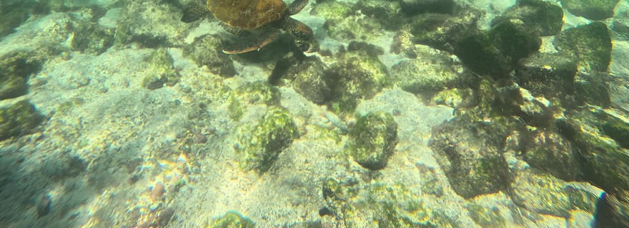 TOUR DE 3 JOURS STA CRUZ +ISABELA + STA FE+ HÉBERGEMENT + TRANSFERT IN ET OUT