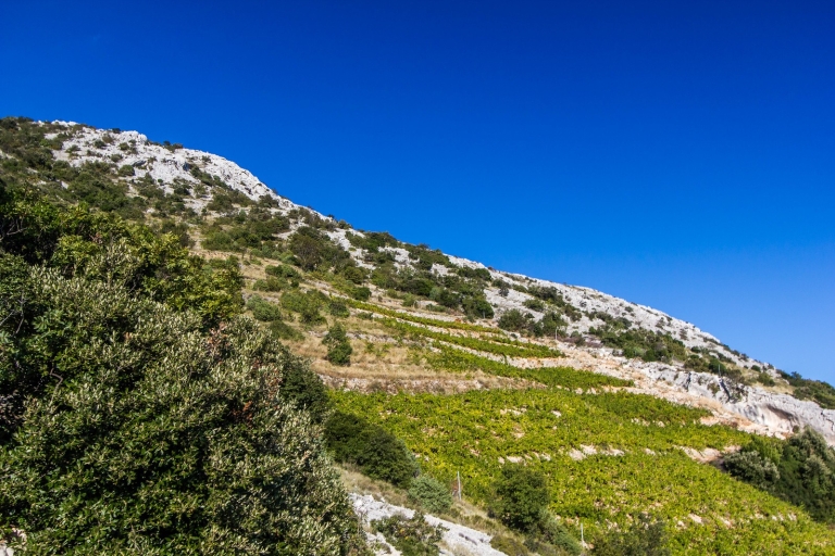 Dubrovnik: excursión de un día a 3 bodegas de Peljesac con degustaciones