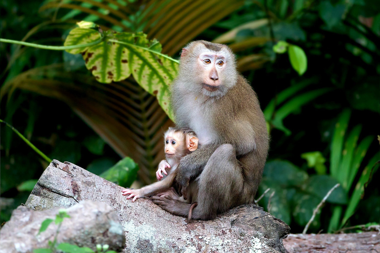 Bangkok: excursión de un día al Parque Nacional Khao Yai con paseo a caballoTour privado de 1 día Parque Nacional Khao Yai y equitación