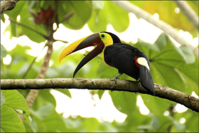 Bangkok: excursión de un día al Parque Nacional Khao Yai con paseo a caballoTour privado de 1 día Parque Nacional Khao Yai y equitación