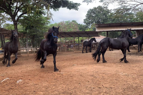 Bangkok: excursión de un día al Parque Nacional Khao Yai con paseo a caballoTour privado de 1 día Parque Nacional Khao Yai y equitación