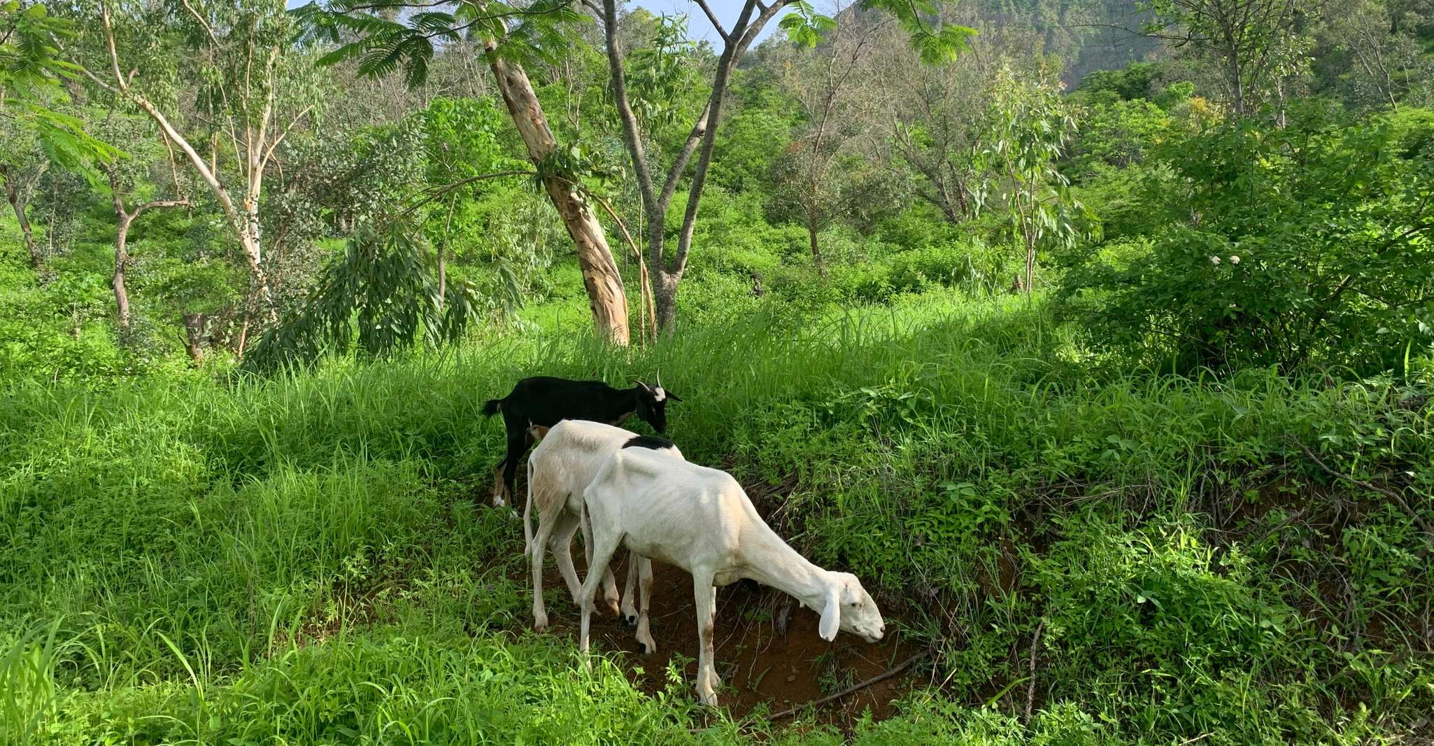 From Ponta Do Sol, Full-Day Nature Hike with A Guide - Housity