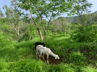 From Ponta Do Sol, Full-Day Nature Hike with A Guide - Housity