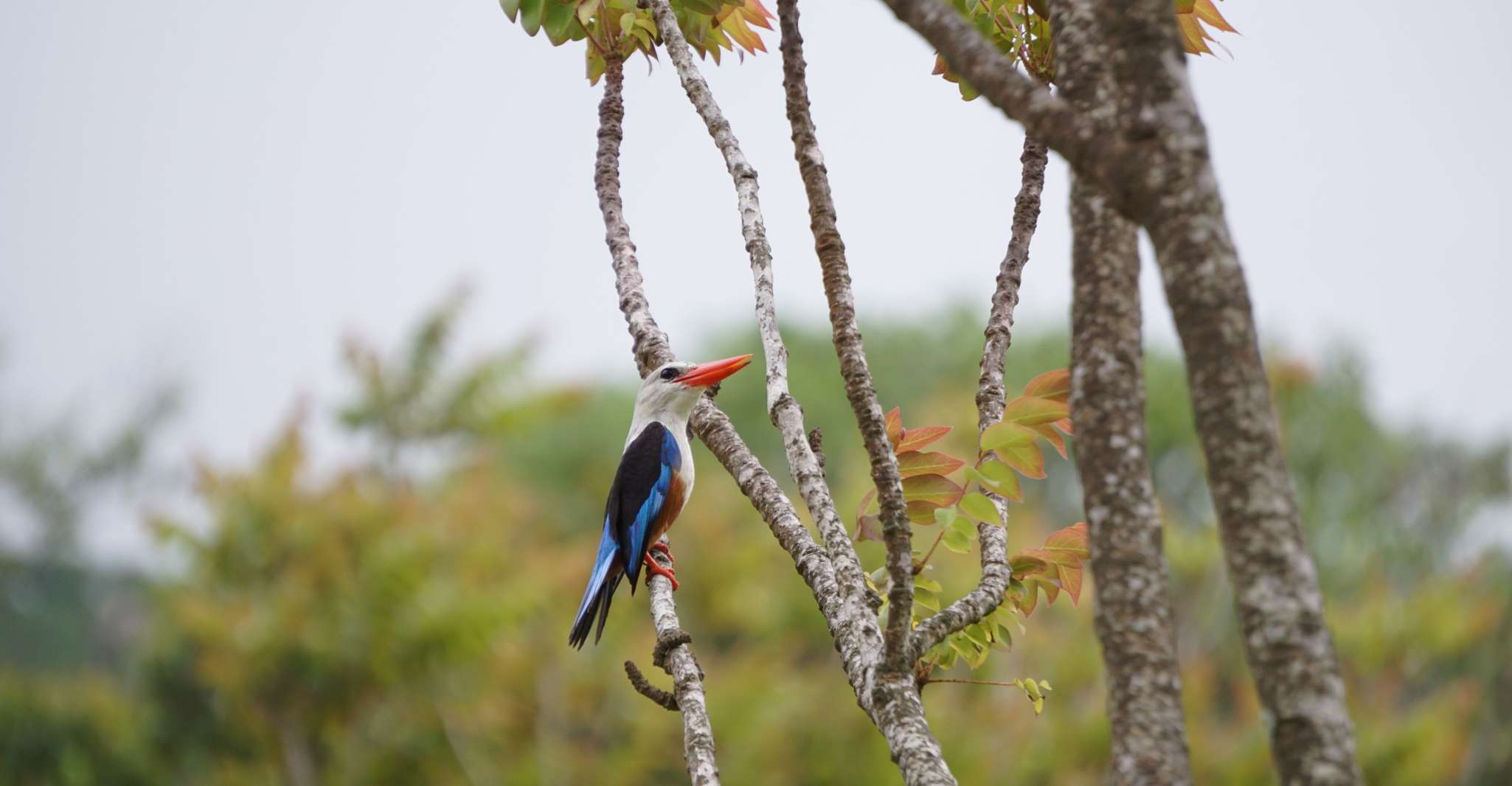 From Ponta Do Sol, Full-Day Nature Hike with A Guide - Housity