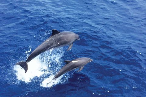 Santa Ponsa or Paguera: Dolphin Watching Cruise with Lunch