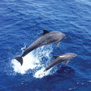 Santa Ponsa or Paguera: Dolphin Watching Cruise with Lunch