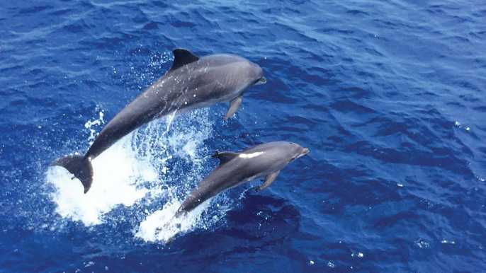 Mallorca: crucero matutino avistamiento de delfines de 3 h