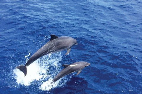 Maiorca: tour pomeridiano di 3 ore in barca per l&#039;avvistamento dei delfiniPunto d&#039;incontro a Peguera