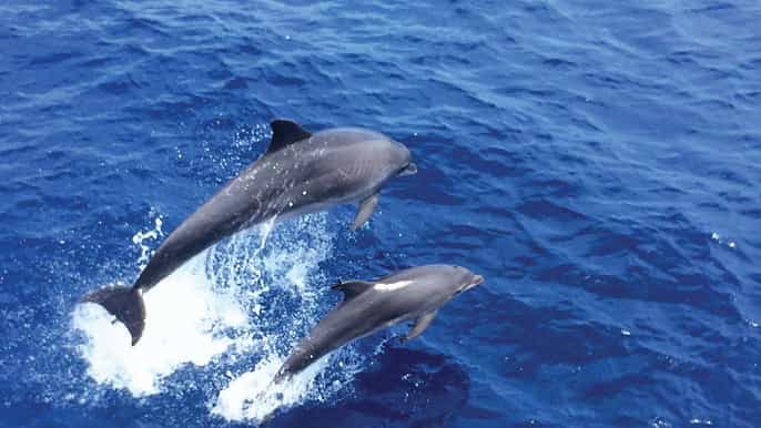 From Santa Ponsa or Paguera: Dolphin Watching Boat Ticket