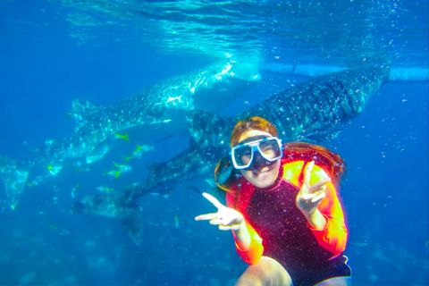 Cebu: Boat Day Trip with Whale Shark Swimming and Lunch