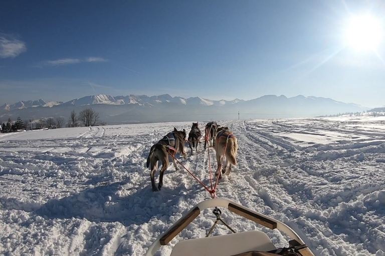 Van Krakau: ritje met de Tatra-berghondensleeVan Krakau: Tatra Mountain Dogsled Ride