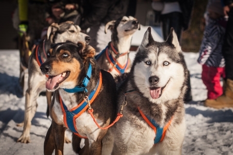 Desde Cracovia: paseo en trineo tirado por perros en la montaña Tatra