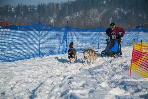 Z Krakowa: Tatrzańska przejażdżka psim zaprzęgiem
