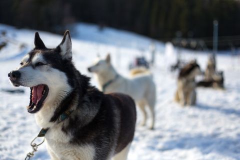 Da Cracovia: giro in slitta trainata dai cani da montagna dei Tatra