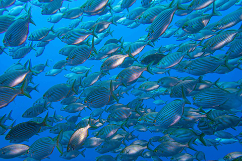 Funchal: Advanced Scuba Diving relitto Afonso Cerqueira