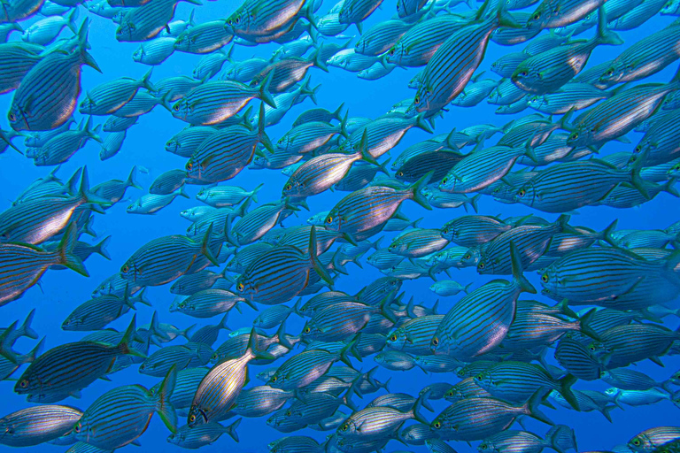 Funchal: Advanced Scuba Diving Afonso Cerqueira Wrak