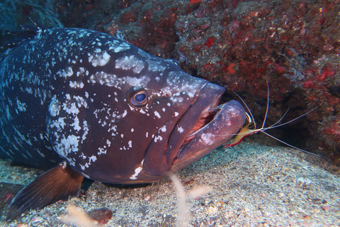 Funchal: Advanced Scuba Diving Afonso Cerqueira Wrak