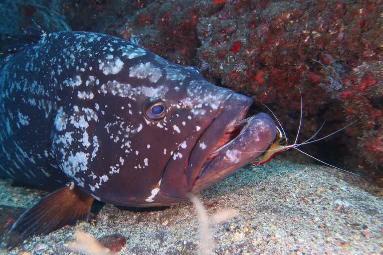 Funchal: Buceo Avanzado Pecio Afonso Cerqueira