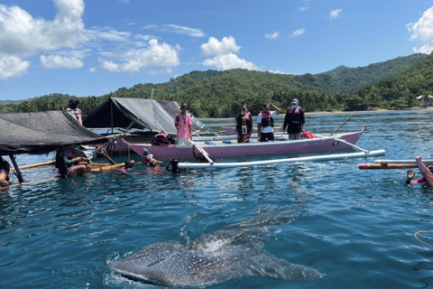 Boracay Whale Shark Watching, ATV, and Zipline with Transfer