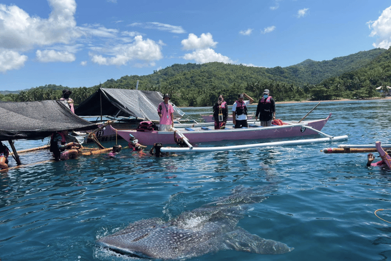 Boracay Whale Shark Watching, ATV, and Zipline with Transfer