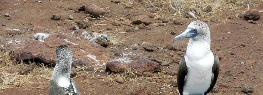 Excursion de 4 jours à Santa Cruz : les temps forts des Galápagos avec visite de la baie