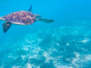 Oslob: Sumilon Sand Bar, Whale Sharks & Sardines Snorkeling