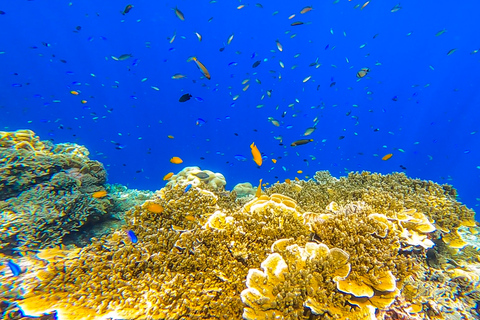 Cebu: Sumilon Sand Bar, Whale Sharks & Sardines Snorkeling