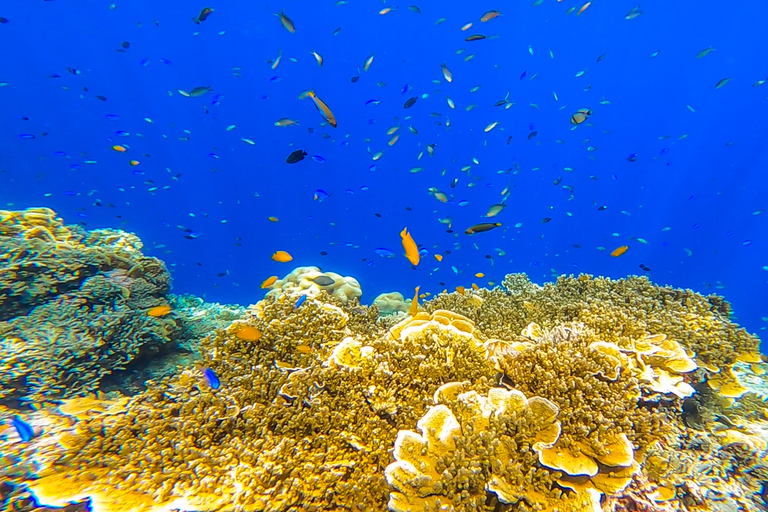 Cebu: Sumilon Sand Bar, Whale Sharks & Sardines Snorkeling