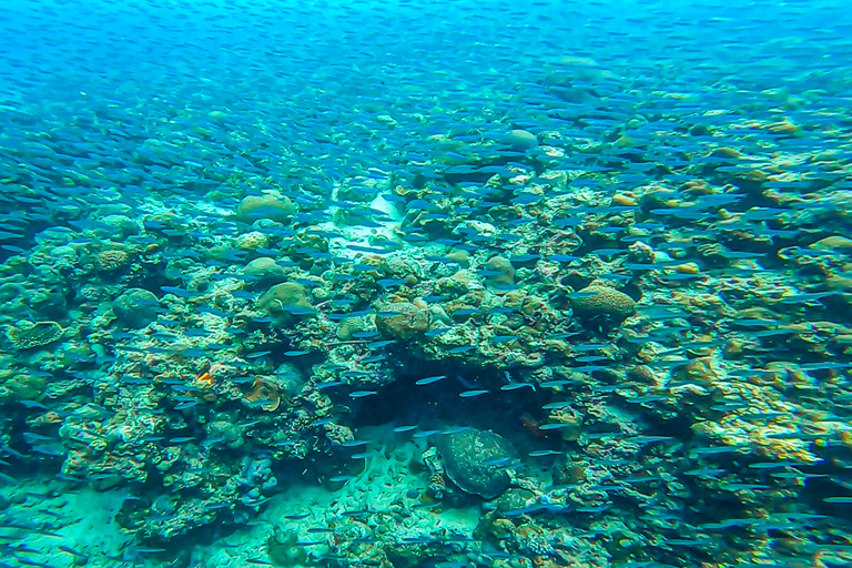 Cebu: Sumilon Sand Bar, Whale Sharks & Sardines Snorkeling