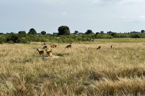 Kasese: 3 Day Queen Elizabeth Classic Safari & Boat Safari